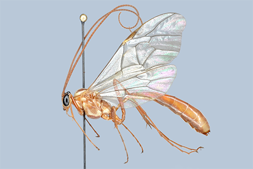 Ophion variegatus